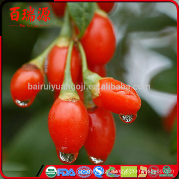 Goji berry growing goji berry fruta health benefits goji berries